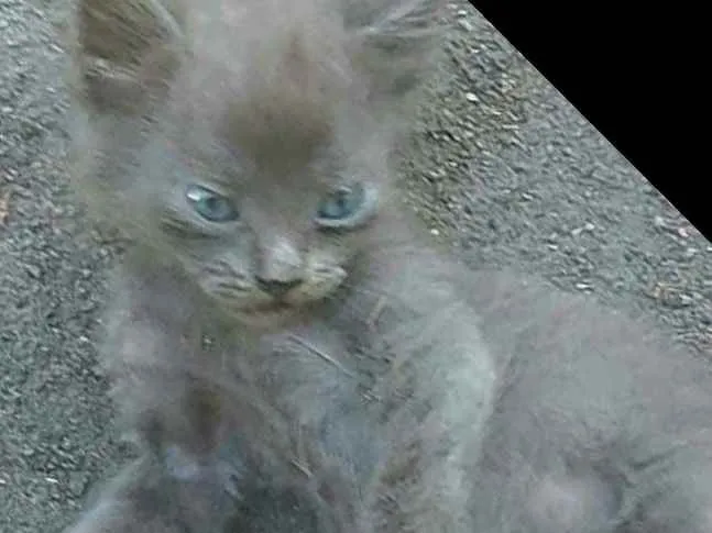 Gato raça  idade Abaixo de 2 meses nome Filhores