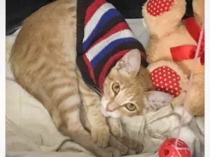 Gato raça Sem raça definida  idade 2 a 6 meses nome Sem nome