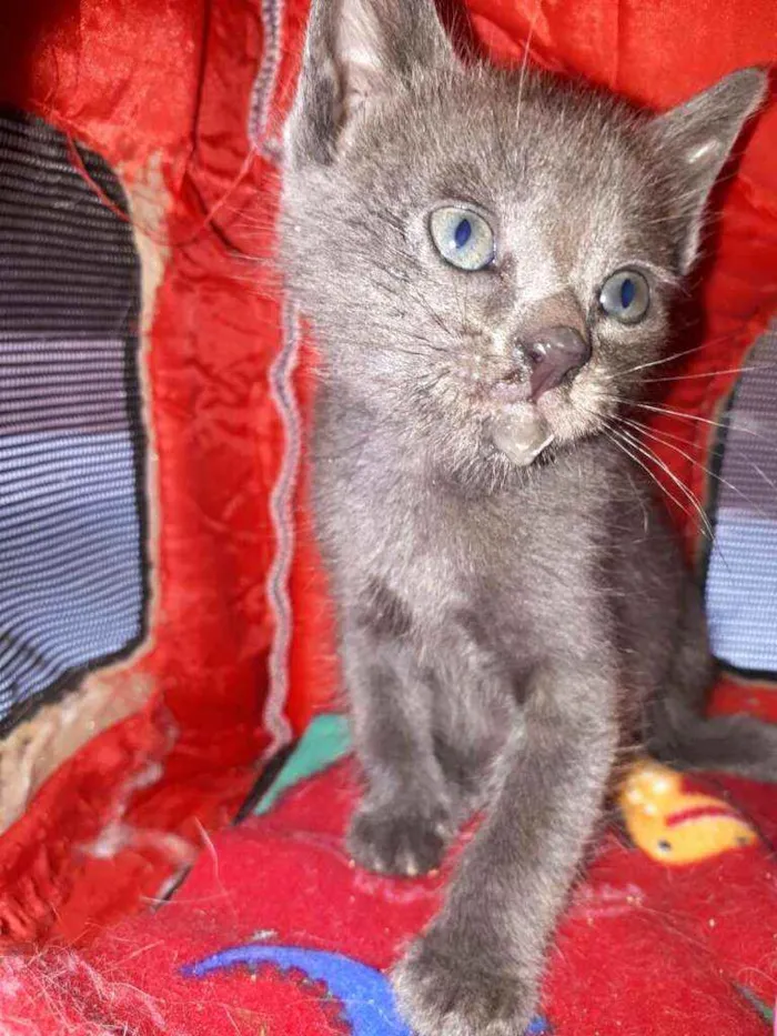 Gato raça  idade Abaixo de 2 meses nome Filhores