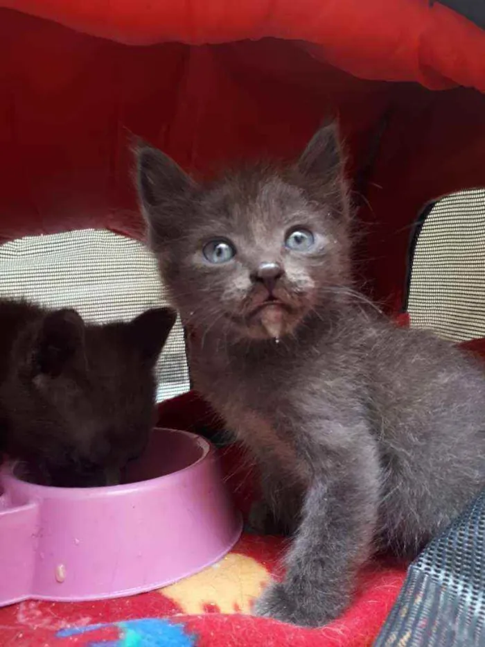 Gato raça  idade Abaixo de 2 meses nome Filhores