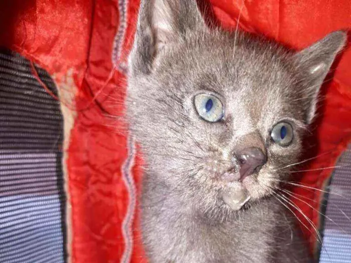 Gato raça  idade Abaixo de 2 meses nome Filhores