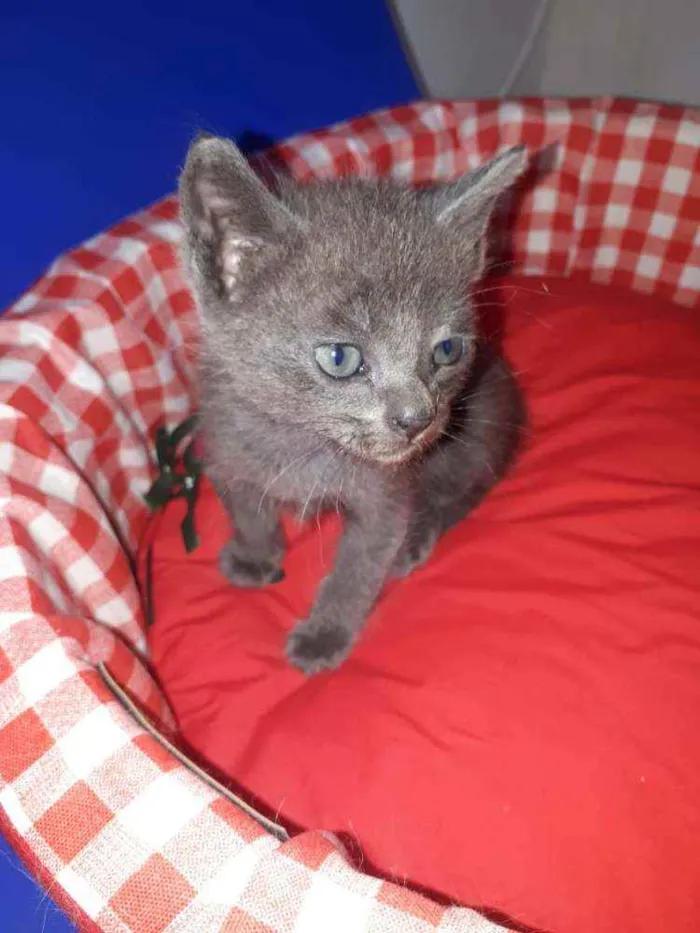 Gato raça  idade Abaixo de 2 meses nome Filhores