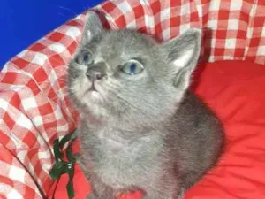 Gato raça  idade Abaixo de 2 meses nome Filhores