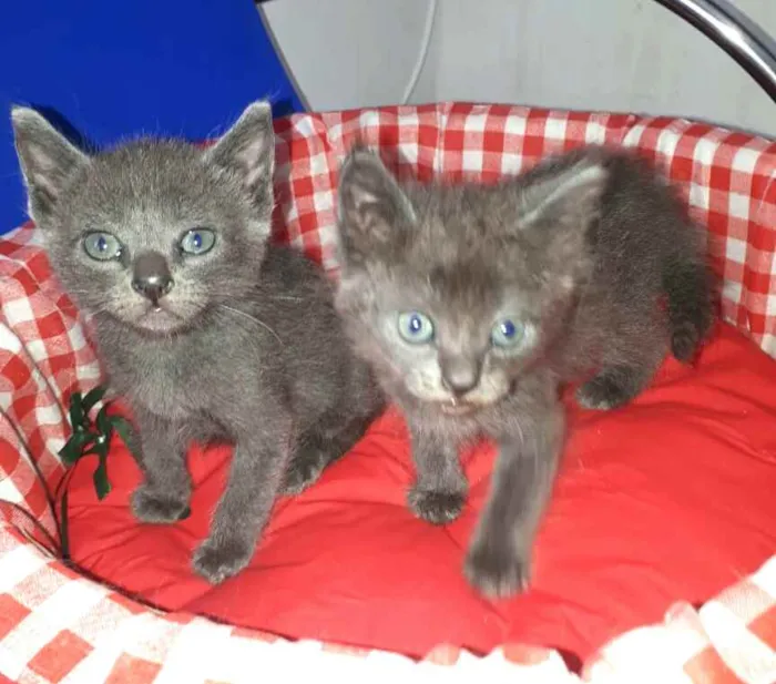 Gato raça  idade Abaixo de 2 meses nome Filhores