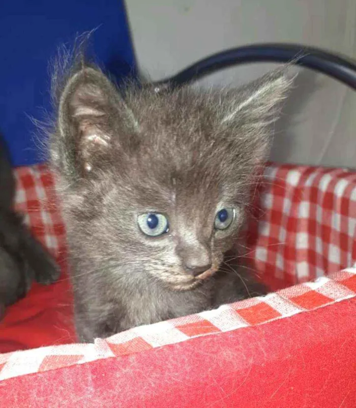 Gato raça  idade Abaixo de 2 meses nome Filhores