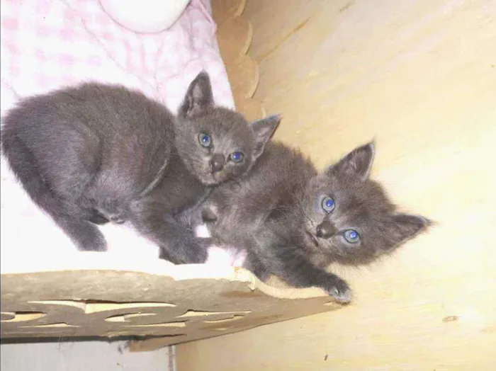 Gato raça  idade Abaixo de 2 meses nome Filhores