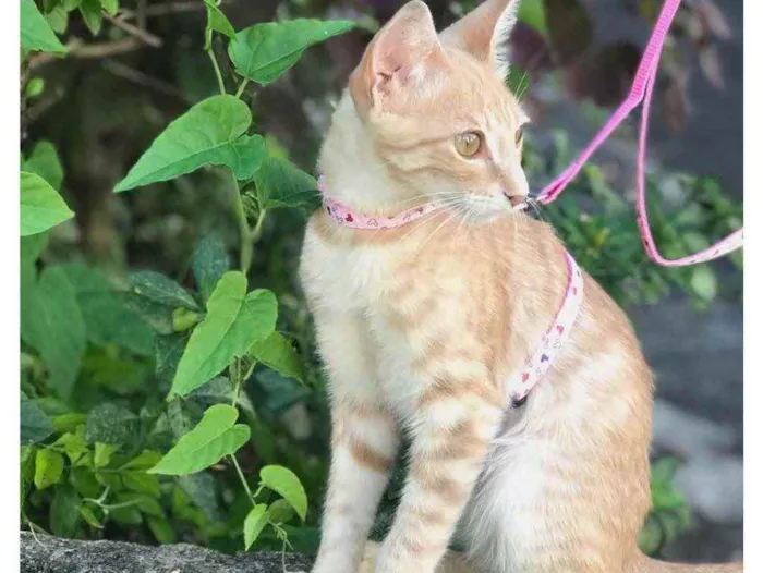 Gato ra a Sem raça definida  idade 2 a 6 meses nome Sem nome