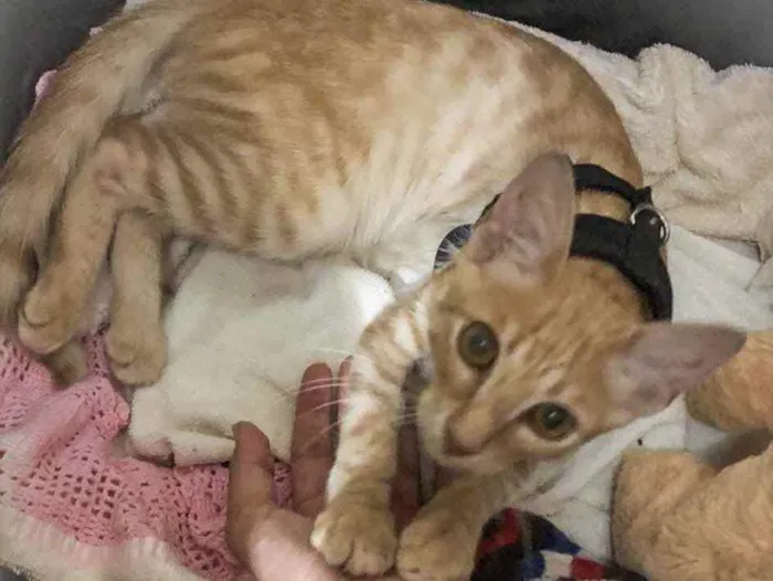 Gato ra a Sem raça definida  idade 2 a 6 meses nome Sem nome