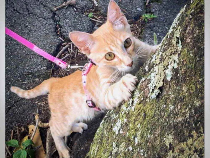 Gato ra a Sem raça definida  idade 2 a 6 meses nome Sem nome