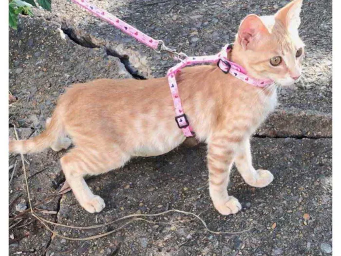 Gato ra a Sem raça definida  idade 2 a 6 meses nome Sem nome