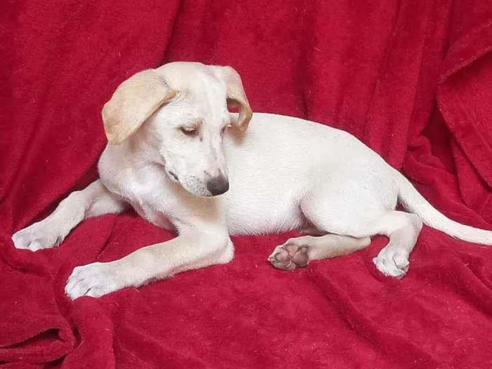 Cachorro raça Srd idade 2 a 6 meses nome ZION