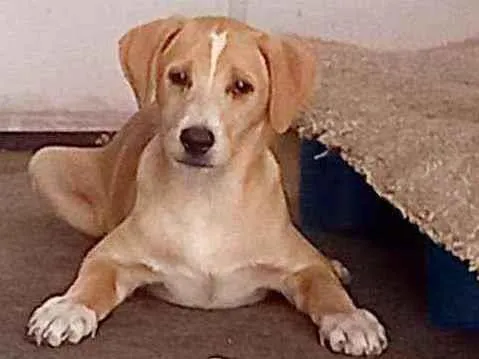 Cachorro raça SRD idade 2 a 6 meses nome Zack