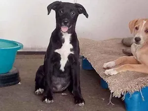 Cachorro raça SRD idade 2 a 6 meses nome Zara