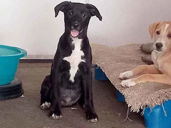 Cachorro raça SRD idade 2 a 6 meses nome Zara