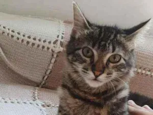 Gato raça Rnd idade 2 a 6 meses nome Tody