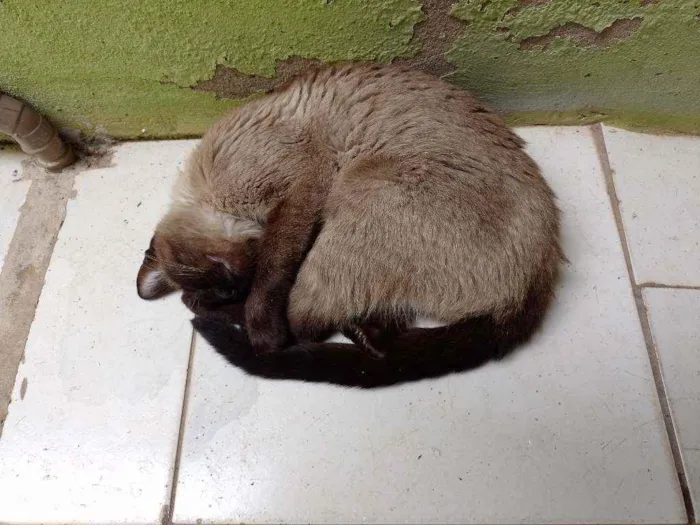 Gato ra a siames idade 7 a 11 meses nome Não tem