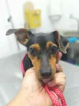 Pipoca