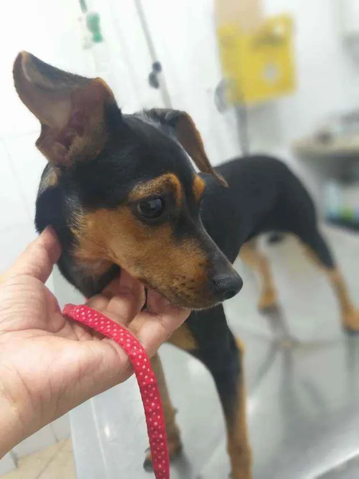Cachorro ra a Srd idade 1 ano nome Pipoca
