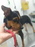 Pipoca