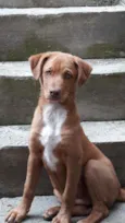 Apollo