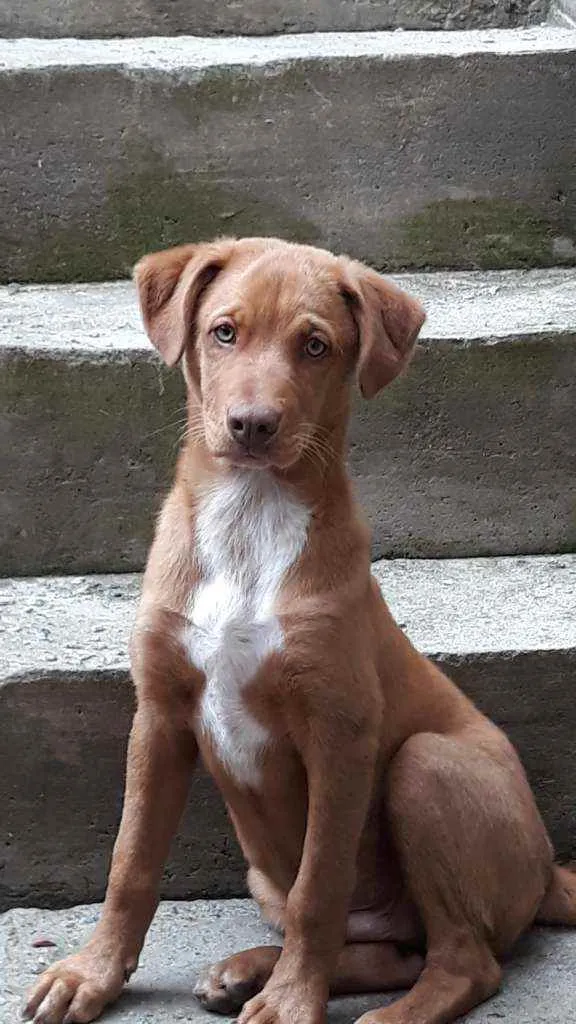 Cachorro ra a Srd idade 2 a 6 meses nome Apollo