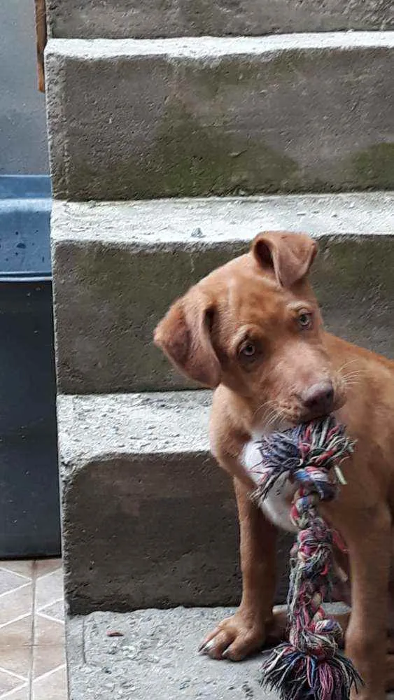 Cachorro ra a Srd idade 2 a 6 meses nome Apollo