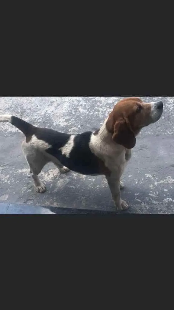 Cachorro ra a Beagle  idade 5 anos nome Abel 