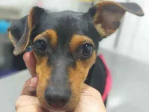 Cachorro raça Srd idade 1 ano nome Pipoca