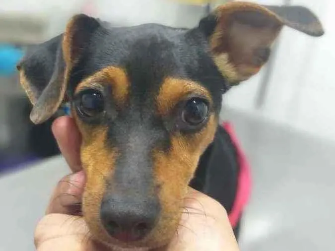 Cachorro ra a Srd idade 1 ano nome Pipoca