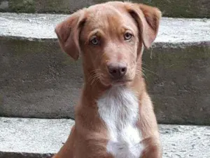 Cachorro raça Srd idade 2 a 6 meses nome Apollo