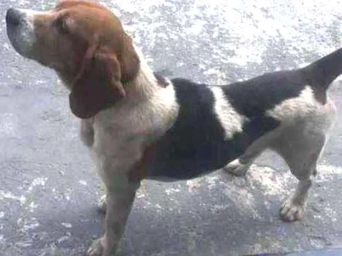 Cachorro ra a Beagle  idade 5 anos nome Abel