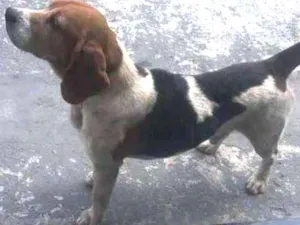 Cachorro raça Beagle  idade 5 anos nome Abel