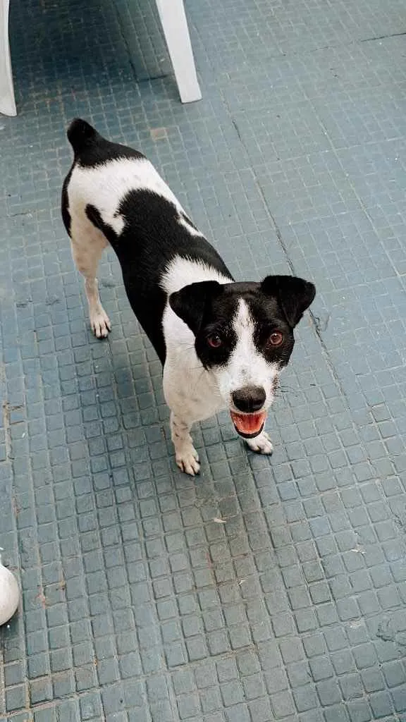 Cachorro ra a Vira Lata idade 2 anos nome Lili