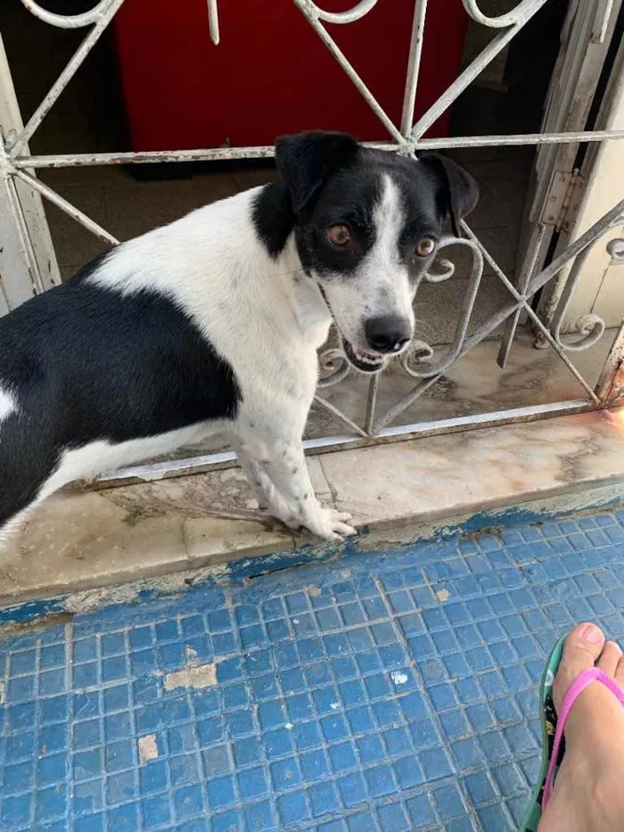 Cachorro ra a Vira Lata idade 2 anos nome Lili
