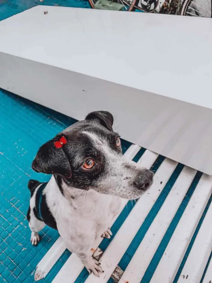 Cachorro ra a Vira Lata idade 2 anos nome Lili