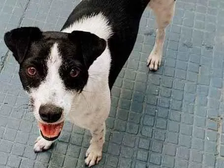 Cachorro ra a Vira Lata idade 2 anos nome Lili