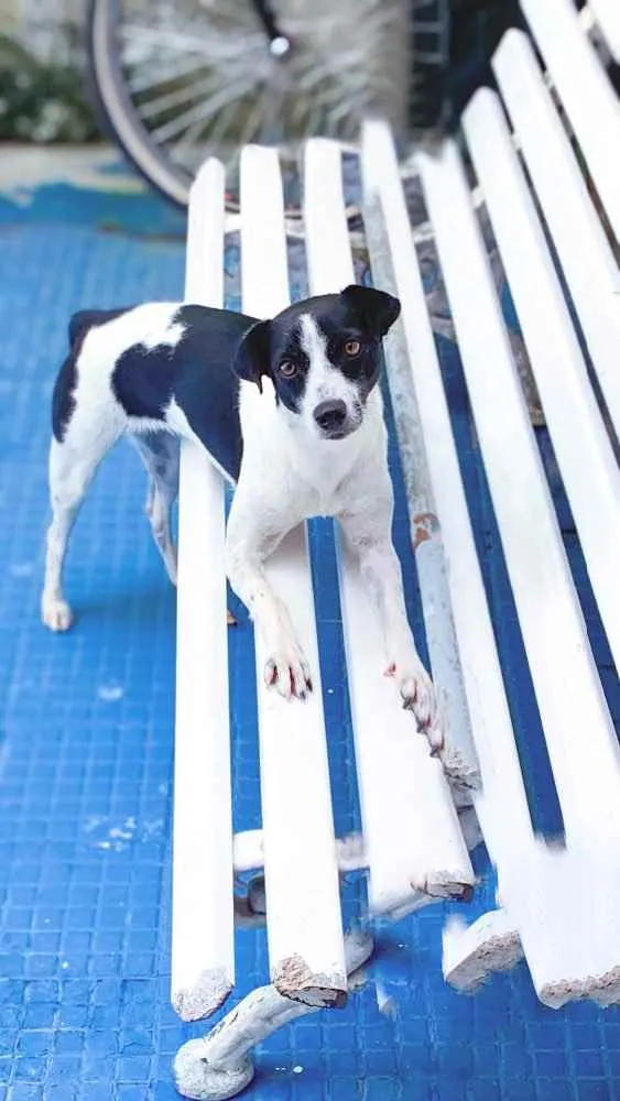 Cachorro ra a Vira Lata idade 2 anos nome Lili