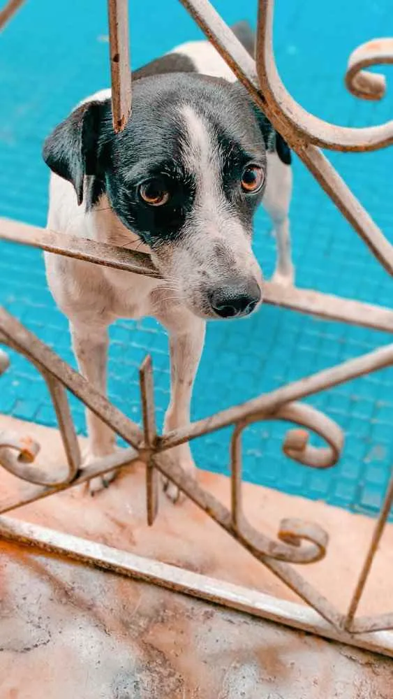 Cachorro ra a Vira Lata idade 2 anos nome Lili