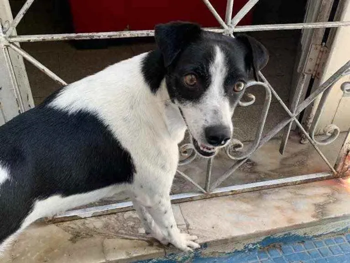 Cachorro ra a Vira Lata idade 2 anos nome Lili