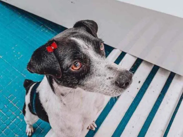 Cachorro ra a Vira Lata idade 2 anos nome Lili
