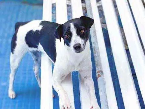 Cachorro ra a Vira Lata idade 2 anos nome Lili