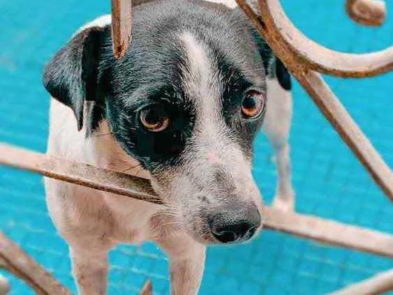Cachorro ra a Vira Lata idade 2 anos nome Lili