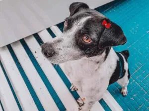 Cachorro raça Vira Lata idade 2 anos nome Lili