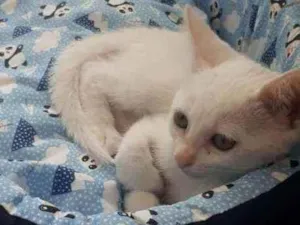 Gato raça SRD idade Abaixo de 2 meses nome Milk