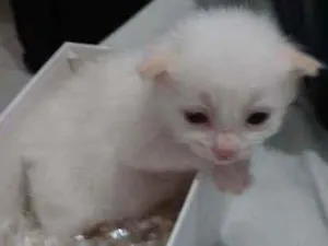 Gato raça Srd idade Abaixo de 2 meses nome FLOCO DE NEVE