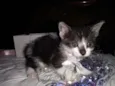 MIAU