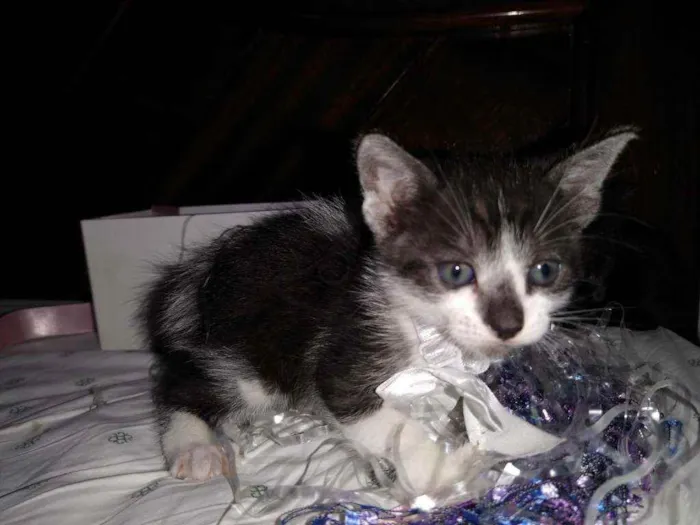 Gato raça Srd idade Abaixo de 2 meses nome MIAU