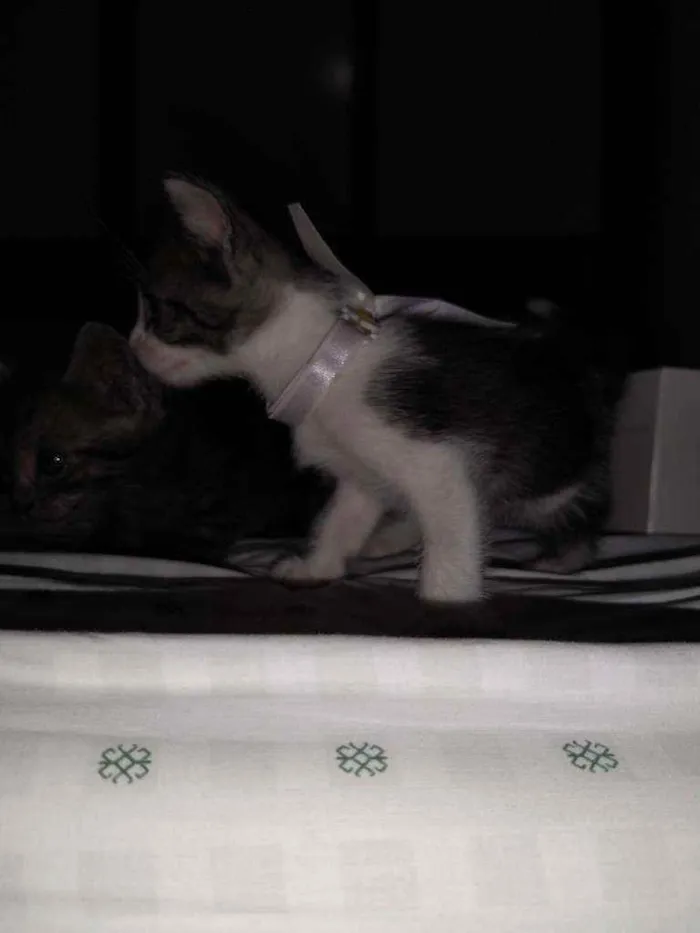 Gato raça Srd idade Abaixo de 2 meses nome Petrukio