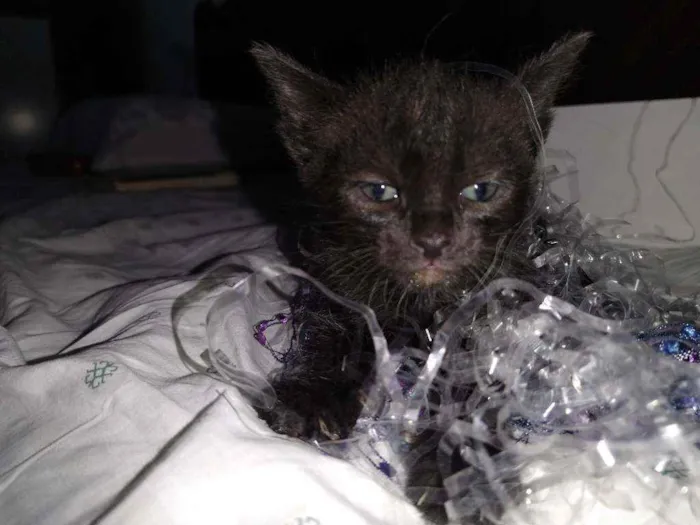 Gato raça Srd idade Abaixo de 2 meses nome SAFIRA