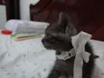 Esmeralda
